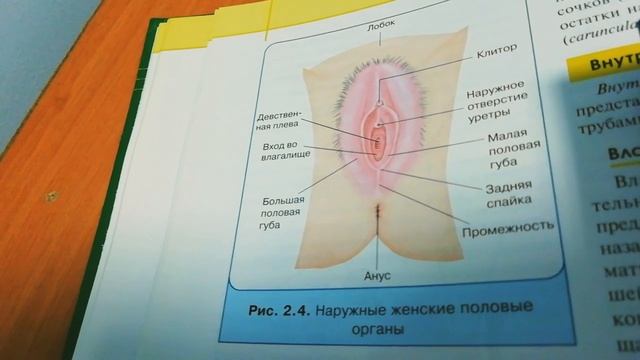 ГИНЕКОЛОГИЧЕСКИЙ ОСМОТР ДЕВСТВЕННИЦ