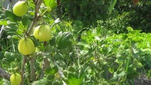 ШТАМБОВЫЙ КРЫЖОВНИК ПАКС.ПРАВИЛА УХОДА И ПЛОДОНОШЕНИЕ.