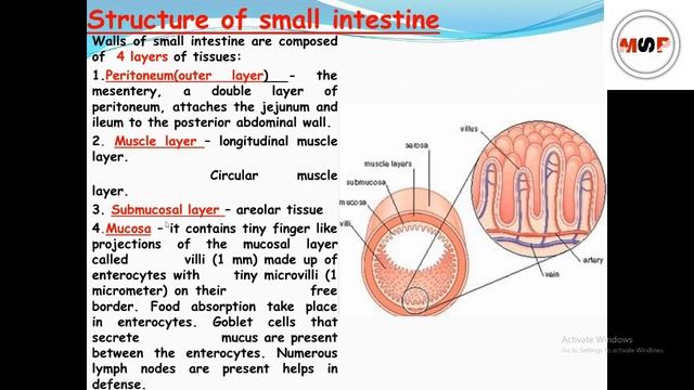 small intestine anatomy & physiology in hindi || functions || parts || layers in hindi смотреть онлайн
