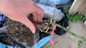 Сибирские розы - обзор саженцев. Розы сюрпризы!)