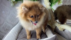 Подрощенный щенок немецкого шпица - миниатюрный шпиц, мелкий стандарт