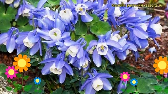 Аквилегия вееровидная Камео блю энд вайт. Обзор aquilegia flabellata, akitensis Cameo Blue and Whit
