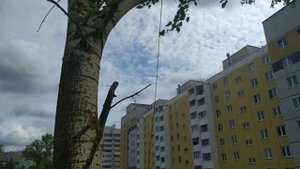 Спилили пятьдесят тополей! Остался последний! Как спилить дерево в Кирове?