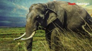 Туш табири - Тушда Фил куриш