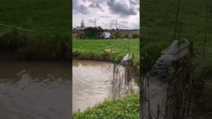 ПРУД ДЛЯ ОСЕТРОВ И ФОРЕЛИ НА ДАЧЕ