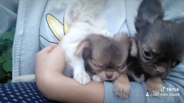 Chihuahua , very cute kids смотреть онлайн