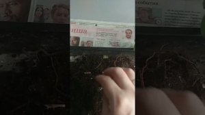 Наращивание корней хамедорейе во мхе.Часть 1:корни сгнили
