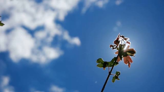 Samsung NX 500 The best camera ever-Blajeni de vis 2016 смотреть онлайн