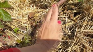 Побеги замещения ежевики. Пригибать или нет???