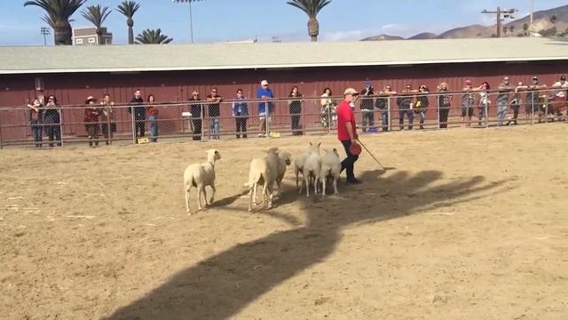 Sheep Herding at Seaside Highland Games смотреть онлайн