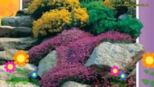 Смесь многолетников Альпийская горка. Краткий обзор rock-garden perennials mixture Al'piyskaya gork