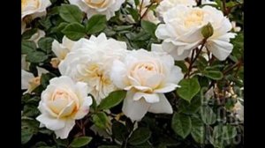 Невероятной красоты РОЗЫ _2.