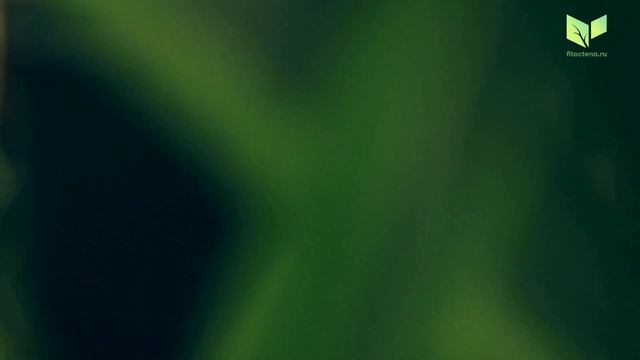 Вертикальное озеленение ресторана Chang (Слон). Высаживание растений в фитостены. Verticalgarden