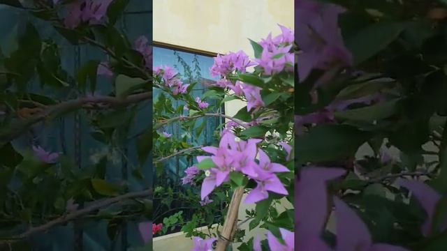 Bougainvillea 'Cindy Blossom' (from seed) #Short