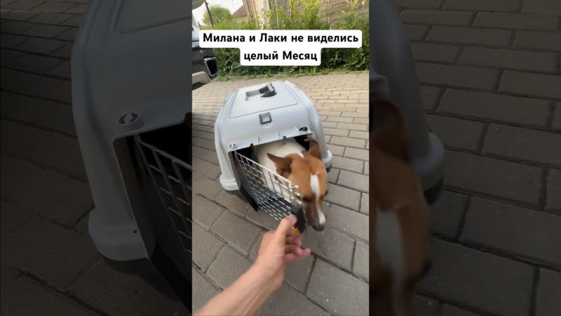 Они не виделись МЕСЯЦ!