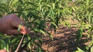 Как ПРАВИЛЬНО сформировать САЖЕНЕЦ персика в школке ! / the correct formation of peach seedlings