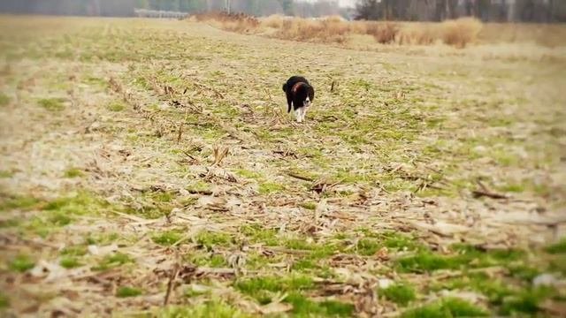 Animal Planet Heroes - Dover Air Force Base