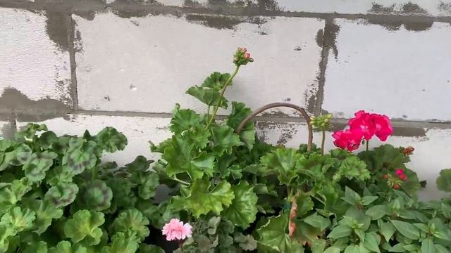 Сад,огород,делю и рассаживаю хосту. смотреть онлайн