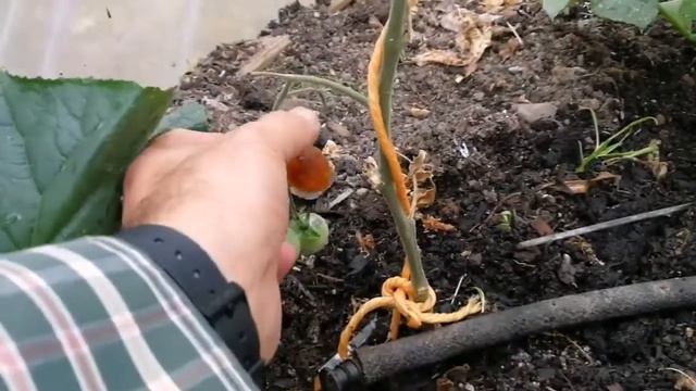 Tomato Variety Indigo Kumquat / A New Tomato Plant / Allotment Kitchen Garden And Polytunnel смотреть онлайн