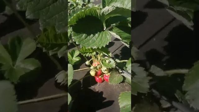 Сорт Вивальди смотреть онлайн