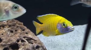 Аулонокара Бенша (Aulonocara baenschi)