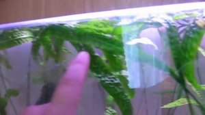 Черная борода в аквариуме