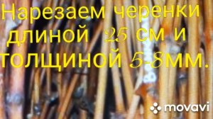 ?#72#Виноградные черенки. Размножение ???винограда черенками осенью.#дачные секреты #?