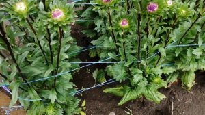 Астра. Как подвязать.