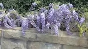 Wisteria sinensis - Chinese Wisteria