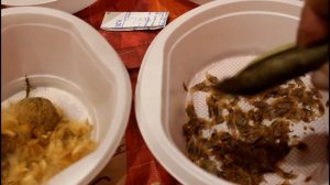 Интродукция - моё увлечение. Разбор семян. Платан, сумах, кампсис и др. Подвой для роз из семян.