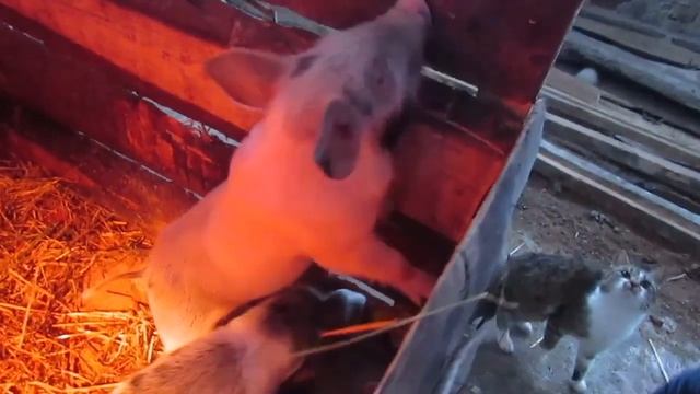 Какое лекарство поможет избавиться ОТ ПОНОСА у поросят. О лекарстве перемотайте видео на 4:00 смотреть онлайн