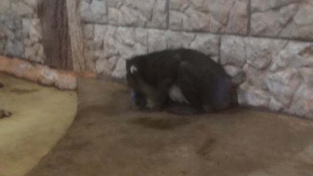 Мандрил обезьяна макака мартышка Зоопарк