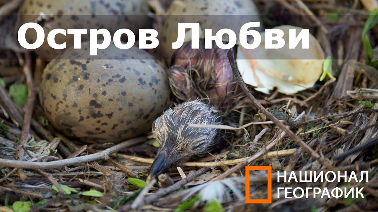 как вылупляются птенцы. Чайки