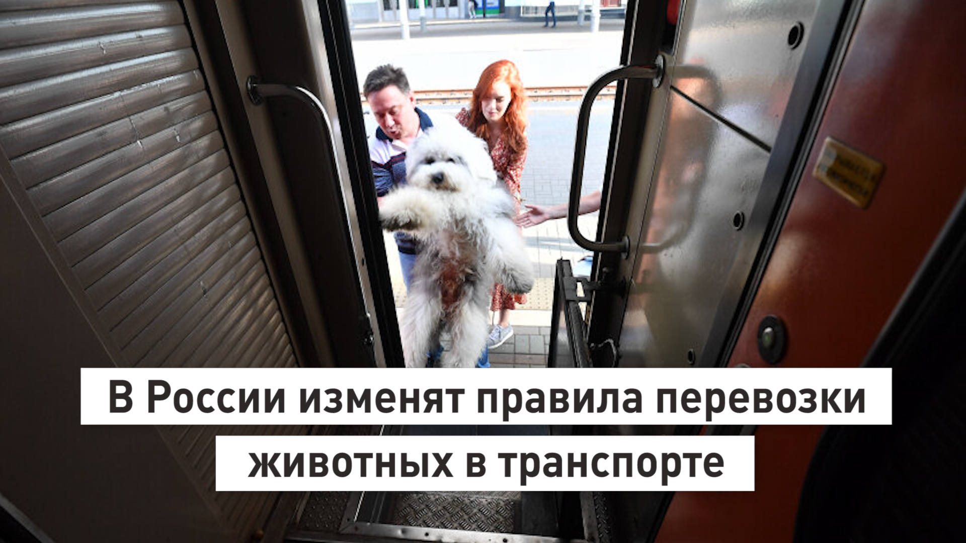 В России изменят правила перевозки животных в транспорте