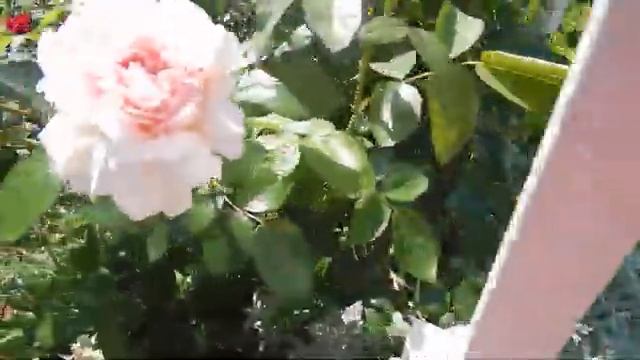 Rose Alexandra - Princesse de Luxembourg в саду смотреть онлайн