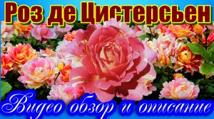 Роза Роз де Цистерсьен (Шраб) - Rose des Cisterciens_(Delbard, 1998)