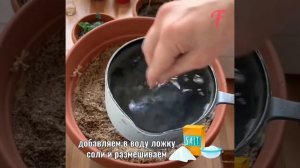 Выращиваем настоящий кокос дома.