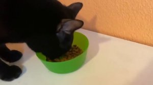 Gatos Luna y Estrella ¿Quién esta embarazada? CAP 1 La sorpresa / Videos de gatitos