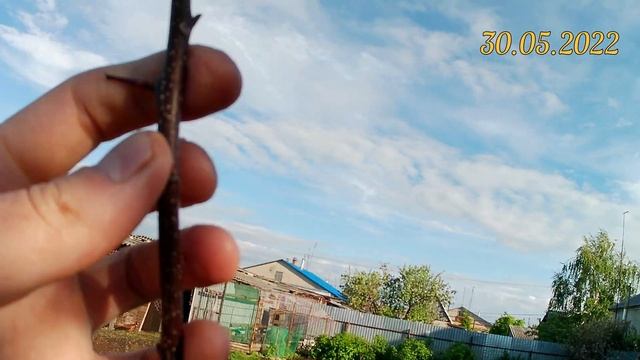 Абрикосы в Челябинске. Кичигинский, Краснощёкий, Лель, Алёша и Чемпион севера смотреть онлайн