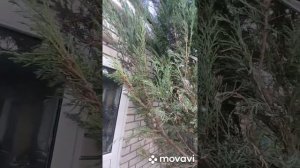 Можжевельник скальный. Готовим к зиме.