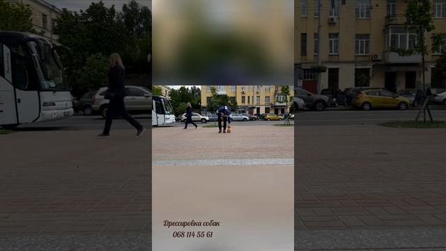 Дрессировка той пуделя смотреть онлайн