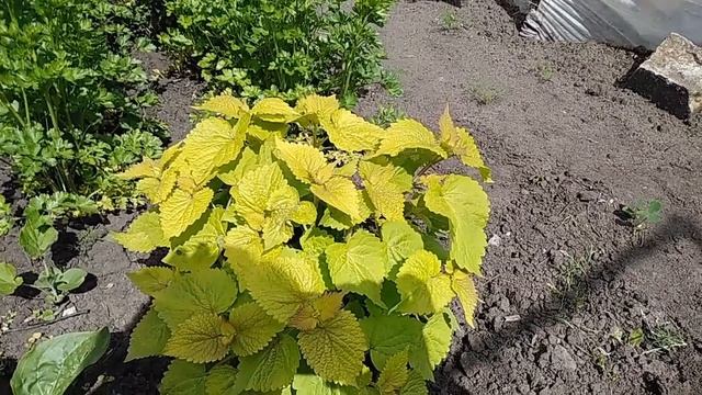 Полезные травы на огороде. Обзор некоторых растений. смотреть онлайн