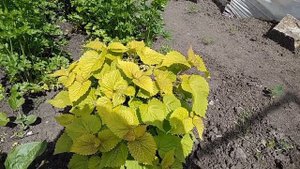 Полезные травы на огороде. Обзор некоторых растений.