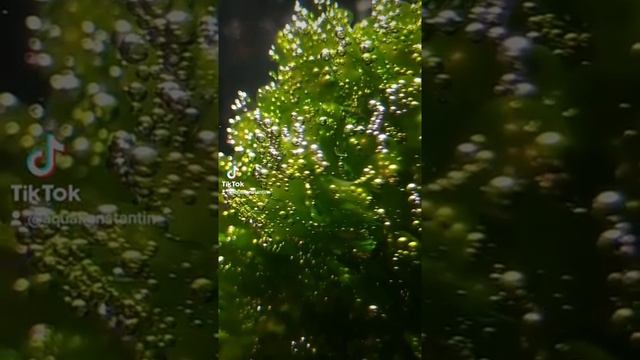 #shorts#short#Aquarium#Tank# Аквариум Ломариопсис фотосинтез смотреть онлайн