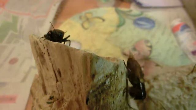 Схватка сверчков смотреть онлайн