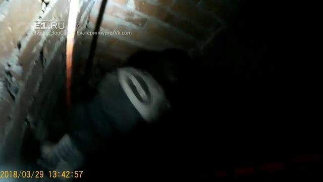 Спасение кошки, которая упала в шахту с высоты 12 этажа смотреть онлайн