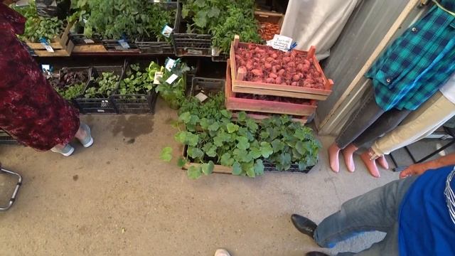 Испортили настроение. За рассадой баклажан смотреть онлайн