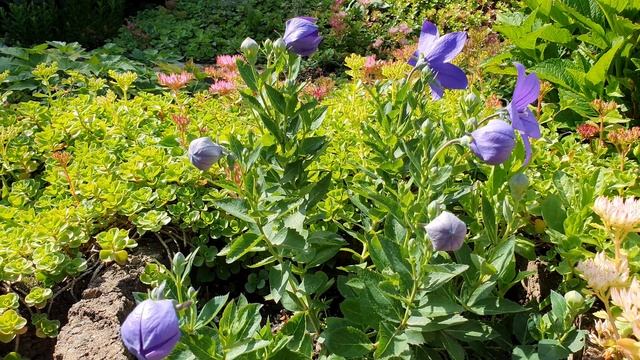 Видео заставка - Ширококолокольчик. Ширококолокольчик на даче. Video screensaver. 4К Видео без звук смотреть онлайн