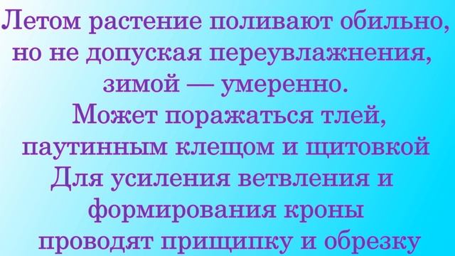 Абутилон (Abutilon), Комнатный Клен уход и полив смотреть онлайн