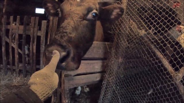 Обход хозяйства, дорога и дрова // Жизнь на хуторе смотреть онлайн